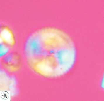 Esgia chronolitha 2764