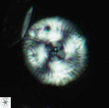 Esgia chronolitha 3662