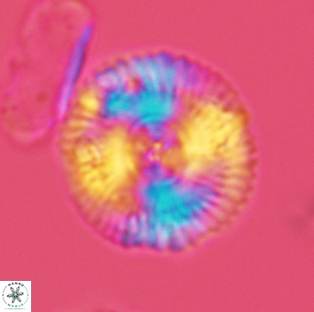 Esgia chronolitha 3663