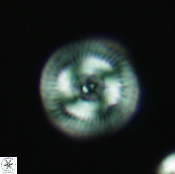 Esgia chronolitha 3688