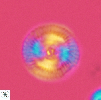 Esgia chronolitha 3689