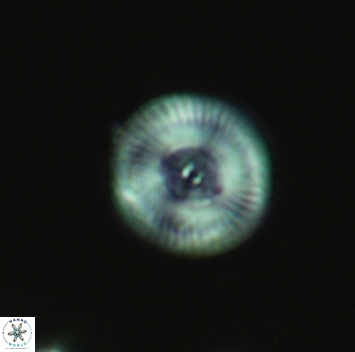 Esgia chronolitha 3694