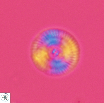 Esgia chronolitha 3695