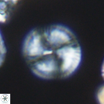 Esgia chronolitha 8842