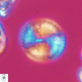 Esgia chronolitha 8843