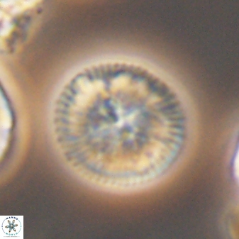 Esgia chronolitha 8844