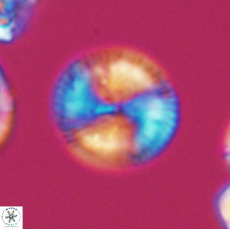Esgia chronolitha 8845