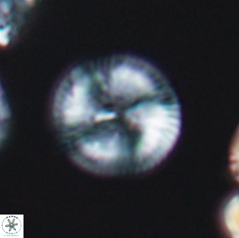 Esgia chronolitha 8846