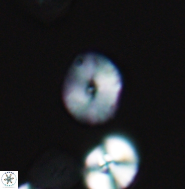 Esgia ellipticus 11374