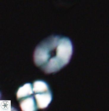 Esgia ellipticus 11376