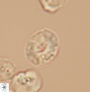 Esgia ellipticus 11378