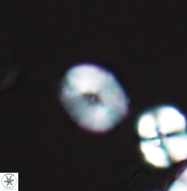 Esgia ellipticus 11371