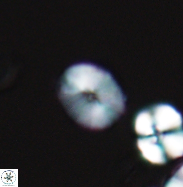 Esgia ellipticus 11373