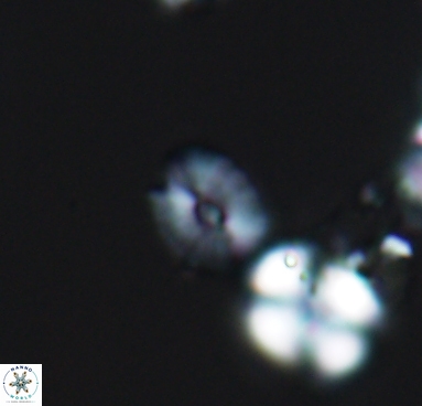 Esgia parvus 10506