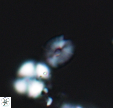 Esgia parvus 10510
