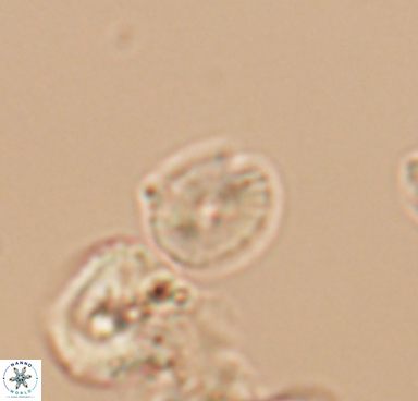 Esgia parvus 10512