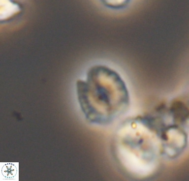 Esgia parvus 10513
