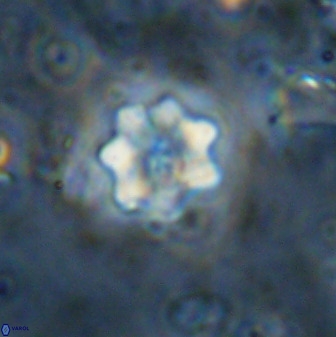 Eprolithus moratus 35805