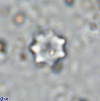 Eprolithus moratus 35806