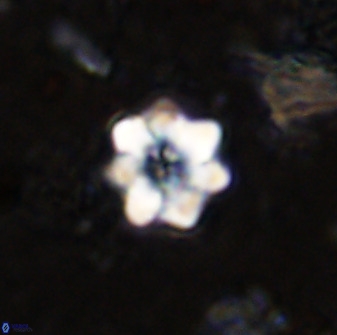 Eprolithus moratus 35807