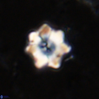 Eprolithus moratus 36104