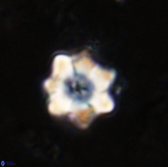 Eprolithus moratus 36105