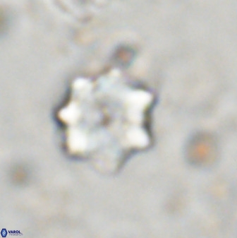Eprolithus moratus 36108