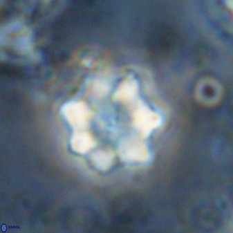 Eprolithus moratus 36112