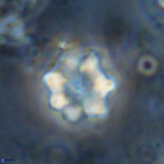 Eprolithus moratus 36113