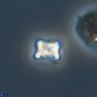 Eprolithus moratus 40253