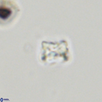Eprolithus moratus 40255