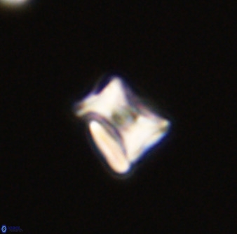 Eprolithus moratus 41198