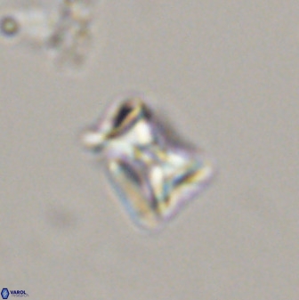 Eprolithus moratus 41200