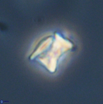 Eprolithus moratus 41207