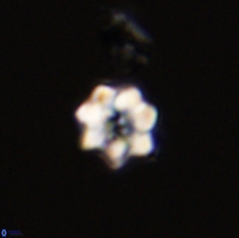 Eprolithus moratus 41220