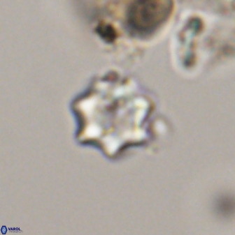 Eprolithus moratus 41224