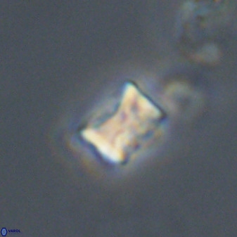 Eprolithus moratus 41230