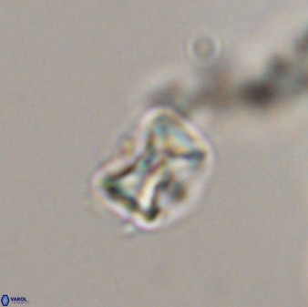 Eprolithus moratus 41231