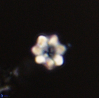Eprolithus moratus 41235