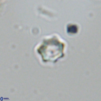 Eprolithus moratus 42296