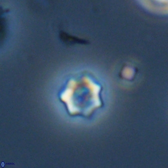 Eprolithus moratus 42297