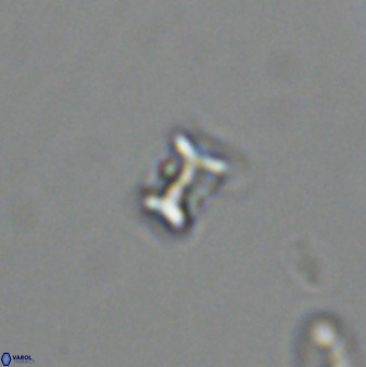 Eprolithus moratus 42301