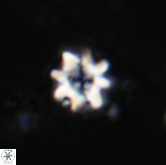 Eprolithus octopetalus 35354