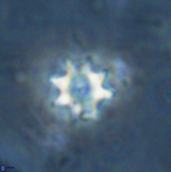 Eprolithus octopetalus 35363