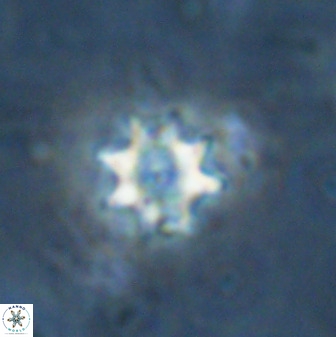 Eprolithus octopetalus 35363
