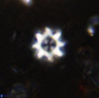 Eprolithus octopetalus 36934