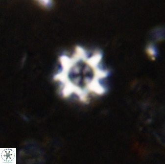 Eprolithus octopetalus 36934
