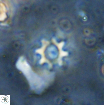 Eprolithus octopetalus 36938