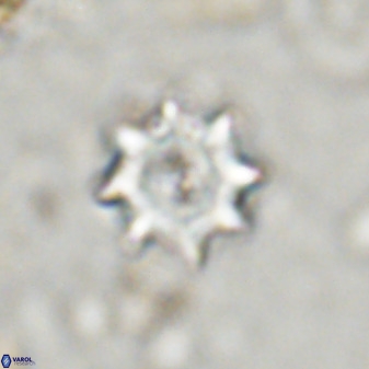 Eprolithus octopetalus 37790