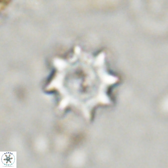Eprolithus octopetalus 37790